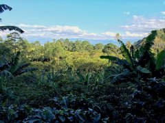 What is the variety of F1 coffee? A detailed introduction to the flavor characteristics of coffee beans in the three Wonders Manor of Costa Rica