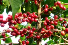 Award-winning record and detailed introduction of Kaduai Sun treatment method in Alida Coffee Manor