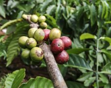 El Salvador Coffee Manor Glory Villa Garden Water Shippa Camara Coffee Bean Flavor