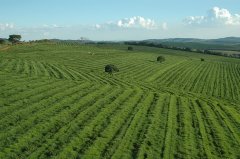 Brazilian Coffee Industry Encyclopedia introduction to the production, Export and sales of Brazilian Coffee