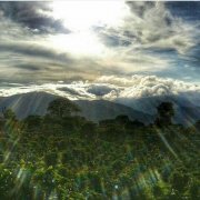 Antigua coffee beans in Guatemala-mild coffee beans from dangerous places