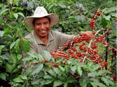 Coffee characteristics, uses and Coffee producing areas in Guatemala &  output, production and Marketing of Coffee products over the years