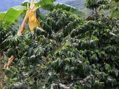 Introduction of Antigua Coffee Brand Antigua Volcano Flower Peak / Hu Na Pu Water washing SHB