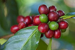 Nicaragua miracle coffee estate Java variety-Java nika honey processing Details
