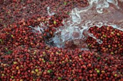 Is there any unique coffee in Costa Rica? Carnett Manor Honey treats Huang Kadu Emozat