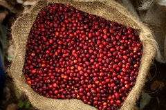 What is the relationship between Eimbro Manor and Alida Manor Panamanian Coffee Sun-treated Flavor