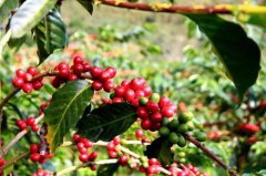 The century-old coffee farm, which is as famous as the Emerald Manor, is introduced in detail in Shippa Camara.
