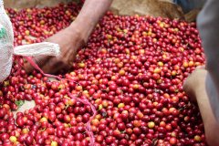 Introduction to Jensen Manor, the Rookie Manor of Panamanian Coffee Rosa Coffee Variety