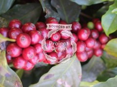 Honduran Coffee Industry and History introduction to the most popular Honduran Coffee in Europe