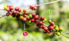 What is the variety of Mara Kadura coffee beans? Cup test record of orange fruit manor washing treatment method