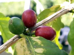 Volcanic soil and family management create the reputation of jadeite coffee with both depth and depth of Colombian coffee.