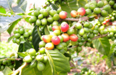 Coffee beans that are easy to brew successfully-Colombian Coffee beans Colombian San Tuareo Manor