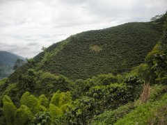 Visit the Colombian coffee belt to learn how to taste Colombian coffee.