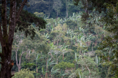 The best coffee farm in Nicaragua-Anjing Coffee Farm Taiwanese own coffee farm