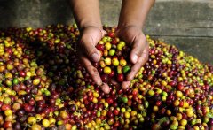 History of coffee cultivation in Nicaragua an introduction to the current situation of coffee industry in Nicaragua
