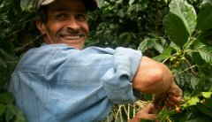 Nicaraguan coffee characteristics, uses, coffee producing area &  output, general situation of coffee production and marketing over the years
