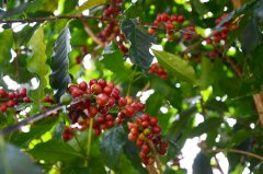 How does Fapa Camara taste after dry sun treatment? orange Fruit Manor selection Coffee Bean selection process