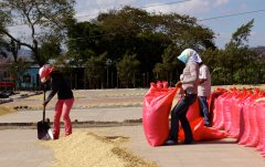 Visit the coffee farm in Nicaragua to witness the process of coffee planting, picking and processing in Nicaragua.