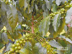 The story of Hougu Coffee to be 