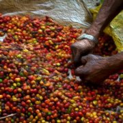 Introduction of Kaddura Coffee varieties treated with Red Honey in Niagara Coffee Falls