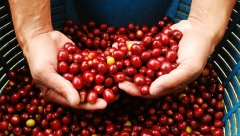 Coffee variety introduction: Kaddura CATURRA coffee, also known as 