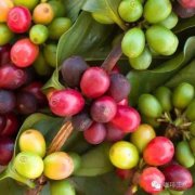 The Origin of Kaddura Variety Caturra Flavor expression and characteristics of Kaddura Coffee