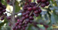 Lake Attilan, one of the volcanic coffee producing areas in Guatemala, Lake Atitlan Lake Attilan.