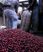Guatemala Cadula Coffee Guatemala Antigua selected Coffee beans-Super High altitude Kaddura species