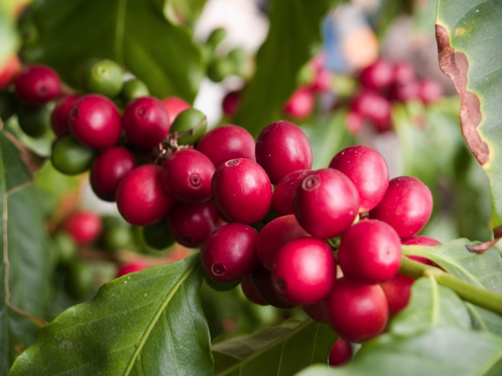 coffee cherry ripen