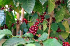 Hand-made gold manning coffee beans Golden Mandhelin gold manning won't be sour