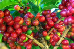 Mandenin coffee comes from the real Indonesian gold and gold mantenin flavor.