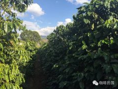 Yunnan Coffee Bean varieties and Brands introduction to the Flavor characteristics and stories of small Coffee beans in Katim, Yunnan