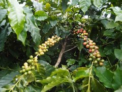 How does the rare Hawaiian Coffee Flavor describe the Flavor of Solar Iron pickup in Hawaii Cafu producing area