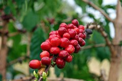 PNG Papua New Guinean Coffee description of the flavor of washed coffee from Kunjin small farmers in the Yawashi River Valley