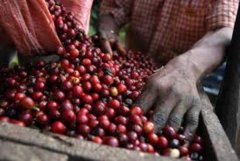 The relationship between Sumatra and Mantenin the significance of Sumatra Coffee beans