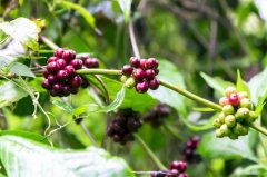 Ruby of Sumatra Crater-Sumatran Coffee beans are uglier and taste better