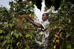 The oldest and most respected coffee producing area in East Africa-the coffee crisis in Uganda