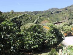 Introduction to the origin of coffee-the characteristics, origin and brand market of Angolan coffee