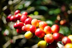 The highest coffee flavor in Ethiopia introduces the coffee quality in the Harald Highlands.