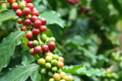 What is the basis for the expression of the five basic flavors in coffee? why are the five basic flavors?