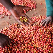 Introduction of Kenyan AA Coffee Bean varieties Kenya Coffee brewing technique course