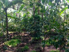 Africa's best Arabica coffee beans-Kenya AA coffee grown at high altitudes Kenya AA