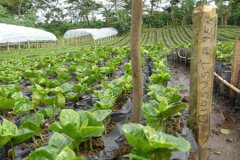 Boutique coffee from Central America the first Nicaraguan coffee estate opened by Taiwanese in Central America