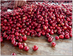 Nicaragua Maragogype Elephant beans Coffee beans characteristics the story is called 