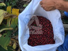 Nicaragua High quality Coffee beans Nicaraguan Coffee Manor Las Marias Manor Information