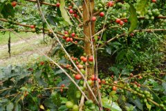 Introduction to coffee producing areas in Honduras (1): characteristics of coffee in the Agalta tropical region of Agatha
