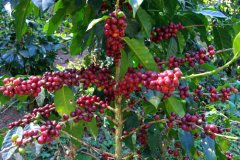 Introduction to coffee producing areas in Honduras (4): coffee characteristics of Opaca Opalaca Golden Mountains