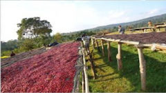 Ethiopian Coffee Manor-the country with the largest variety of coffee in the world-Ethiopia