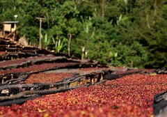 Characteristics of G1 taste of Ethiopian sun-exposed Gujiambela coffee beans description of hand-made flavor of Huakui coffee