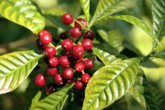 Learn more about the coffee beauty of Hartman Manor Coffee Plantation is the most environmentally friendly